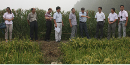 The three-line male sterile line L6A of japonica hybrid rice passed the identification successfully.