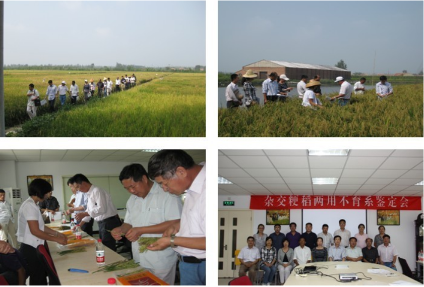 The dual-purpose male sterile line of japonica hybrid rice passed the identification.