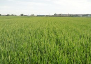 Seed production in Tianlong, Liaoning Province is growing well this year.