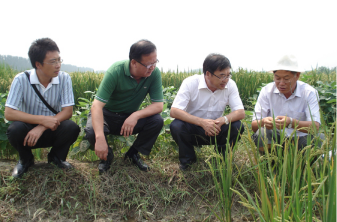 Zhou Guangchun, deputy director of the Rice Institute of Jilin Academy of Agricultural Sciences, visited the company's Ninghe base.