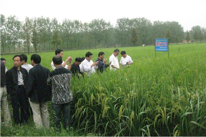 Tianjin Tianlong seed Industry Technology Co., Ltd. The on-site observation meeting of hybrid japonica rice in the south of Henan Province was successfully held.