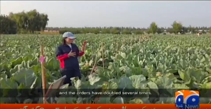 China–Pakistan Economic Corridor - Tianjin Tianlong cauliflower enters Pakistan